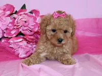 Sofie, a female Poodle - Toy  for sale in Girard, KS – 3 of 6