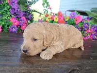 Henry, a male Miniature Goldendoodle for sale in Girard, KS – 2 of 4