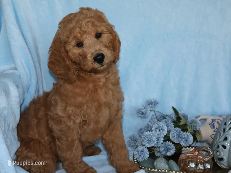 Henry – Miniature Goldendoodle puppy for sale in Girard, KS