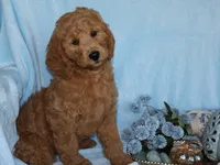 Henry, a male Miniature Goldendoodle for sale in Girard, KS – 1 of 6