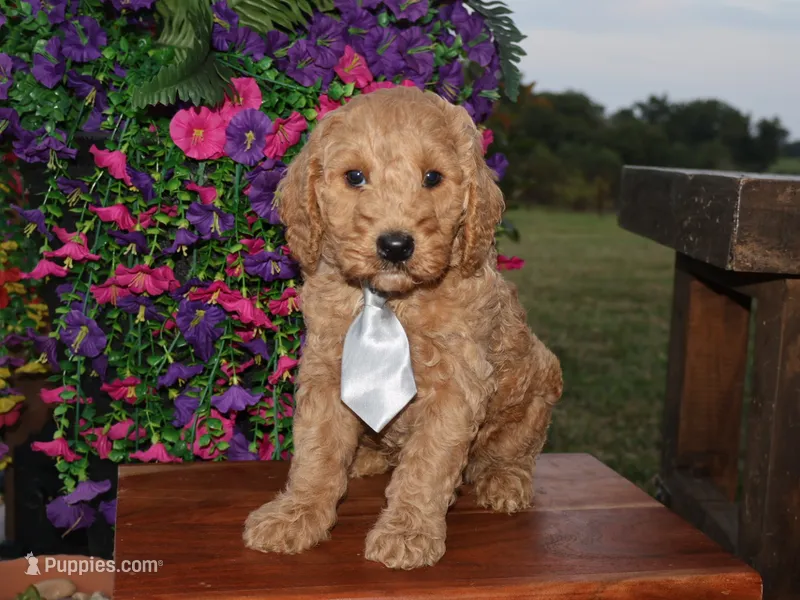 Sweet Harper – Miniature Goldendoodle puppy for sale in Girard, KS