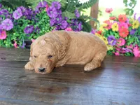 Ollie, a male Miniature Goldendoodle for sale in Girard, KS – 2 of 3