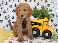 Dusty, a male Miniature Goldendoodle for sale in Girard, KS – Photo 4 of 5
