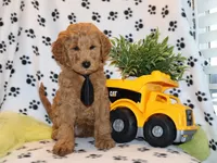 Dusty, a male Miniature Goldendoodle for sale in Girard, KS – Photo 3 of 5
