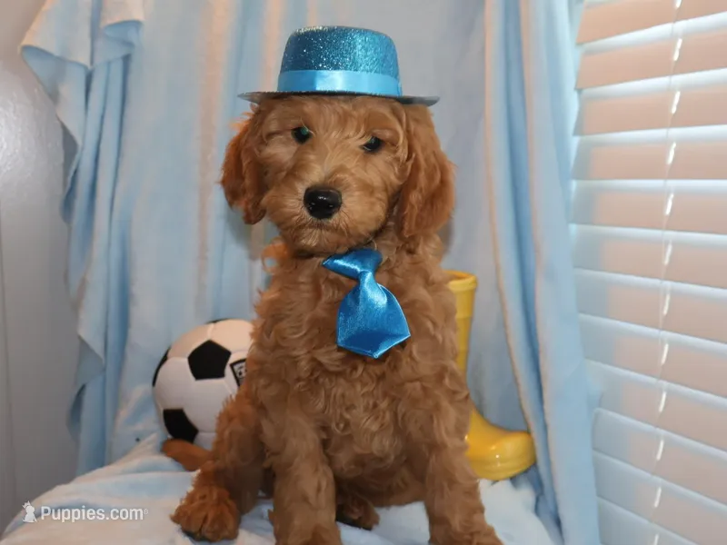 Dusty, a male Miniature Goldendoodle for sale in Girard, KS – Photo 1 of 5