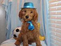 Dusty, a male Miniature Goldendoodle for sale in Girard, KS – Photo 1 of 5
