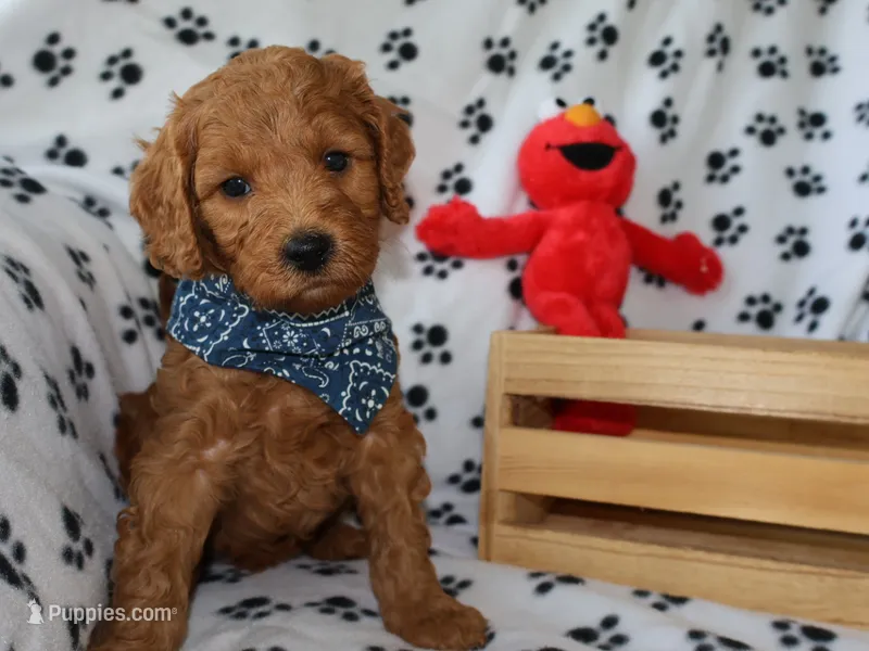Ollie – Miniature Goldendoodle puppy for sale in Girard, KS