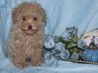 Little Stuey, a male Poodle - Toy  for sale in Girard, KS – 4 of 5