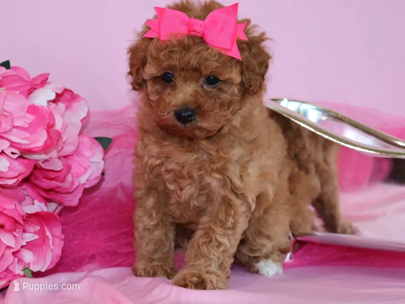 Marlee – Poodle - Toy  puppy for sale in Girard, KS