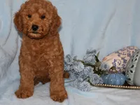Ollie, a male Miniature Goldendoodle for sale in Girard, KS – 5 of 5
