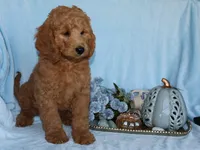 Henry, a male Miniature Goldendoodle for sale in Girard, KS – 6 of 6