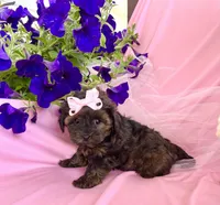 June bug, a female Yorkipoo and Poodle - Toy  for sale in Girard, KS – Photo 2 of 4