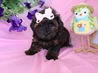 June bug, a female Yorkipoo and Poodle - Toy  for sale in Girard, KS – Photo 4 of 4