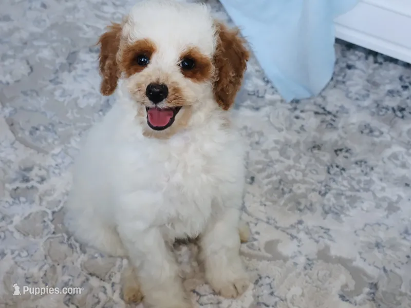 Rooster – Miniature Goldendoodle puppy for sale in Girard, KS