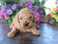 Sweet Harper, a male Miniature Goldendoodle for sale in Girard, KS – 2 of 3