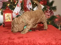 Charlie, a male Miniature Goldendoodle for sale in Girard, KS – Photo 3 of 5