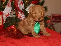 Charlie, a male Miniature Goldendoodle for sale in Girard, KS – Photo 2 of 5