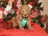 Charlie, a male Miniature Goldendoodle for sale in Girard, KS – Photo 5 of 5