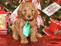 Charlie, a male Miniature Goldendoodle for sale in Girard, KS – Photo 1 of 5