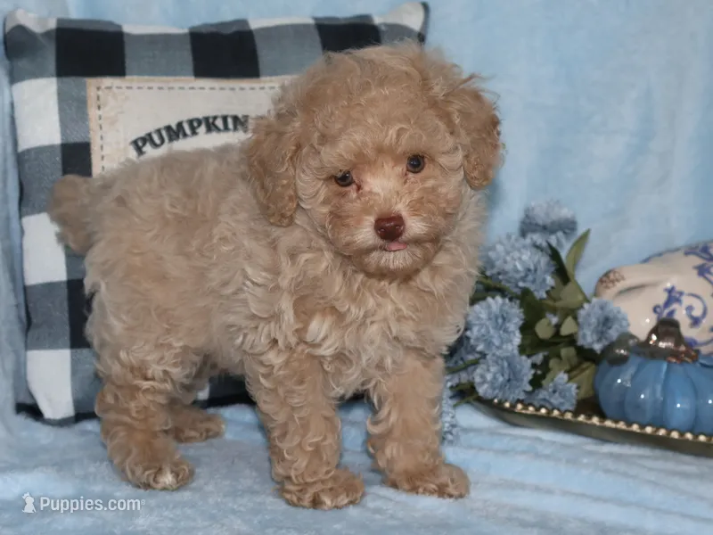Little Stuey – Poodle - Toy  puppy for sale in Girard, KS