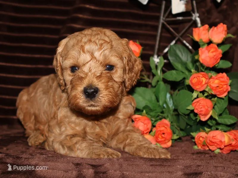 Ollie – Miniature Goldendoodle puppy for sale in Girard, KS