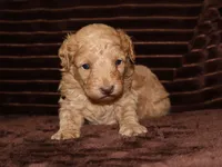 little Teddy, a male Poodle - Toy  for sale in Girard, KS – 3 of 3
