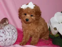 Lollie, a female Poodle - Toy  for sale in Girard, KS – 3 of 5