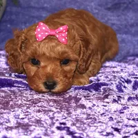 Zoey, a female Miniature Goldendoodle for sale in Girard, KS – Photo 4 of 7