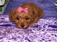 Zara, a female Miniature Goldendoodle for sale in Girard, KS – Photo 4 of 7