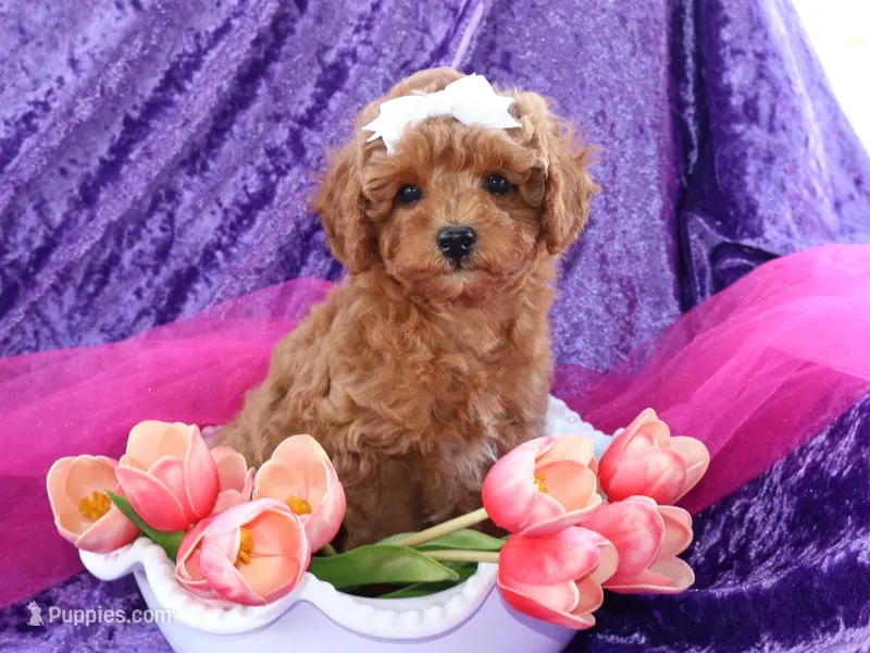 Zoey – Miniature Goldendoodle puppy for sale in Girard, KS