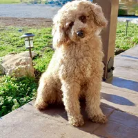 Zoey, a female Miniature Goldendoodle for sale in Girard, KS – Photo 7 of 7