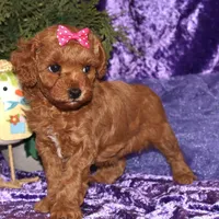 Zoey, a female Miniature Goldendoodle for sale in Girard, KS – Photo 3 of 7