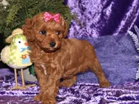 Zara, a female Miniature Goldendoodle for sale in Girard, KS – Photo 3 of 7