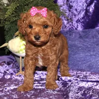 Zoey, a female Miniature Goldendoodle for sale in Girard, KS – Photo 6 of 7