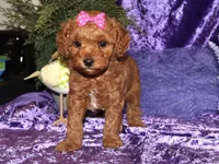 Zara, a female Miniature Goldendoodle for sale in Girard, KS – Photo 6 of 7