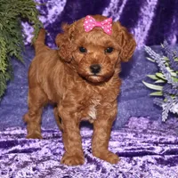 Zoey, a female Miniature Goldendoodle for sale in Girard, KS – Photo 2 of 7
