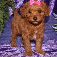 Zoey, a female Miniature Goldendoodle for sale in Girard, KS – Photo 1 of 7