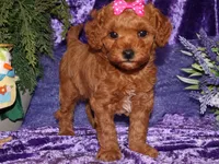 Zara, a female Miniature Goldendoodle for sale in Girard, KS – Photo 1 of 7