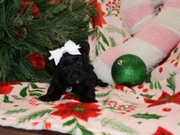 little posie, a female Yorkipoo for sale in Girard, KS – Photo 2 of 4