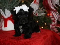 little posie, a female Yorkipoo for sale in Girard, KS – Photo 1 of 4