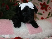 little posie, a female Yorkipoo for sale in Girard, KS – Photo 4 of 4