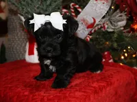 little posie, a female Yorkipoo for sale in Girard, KS – Photo 3 of 4