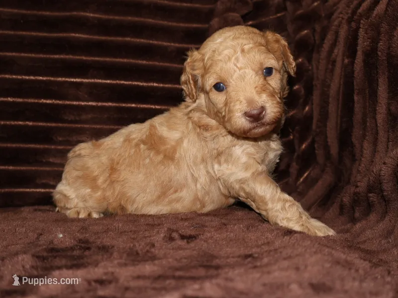 little Teddy – Poodle - Toy  puppy for sale in Girard, KS