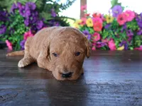 Jack, a male Miniature Goldendoodle for sale in Girard, KS – 2 of 4