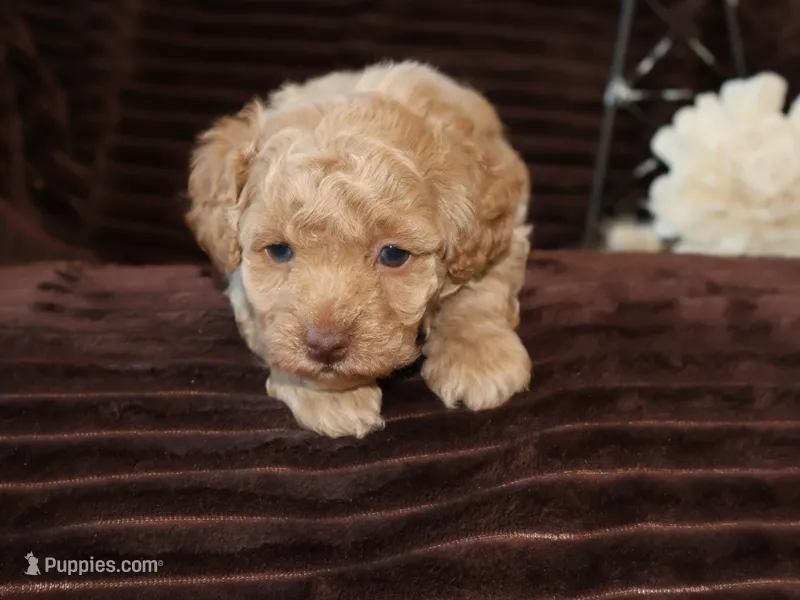 little Tommy – Poodle - Toy  puppy for sale in Girard, KS