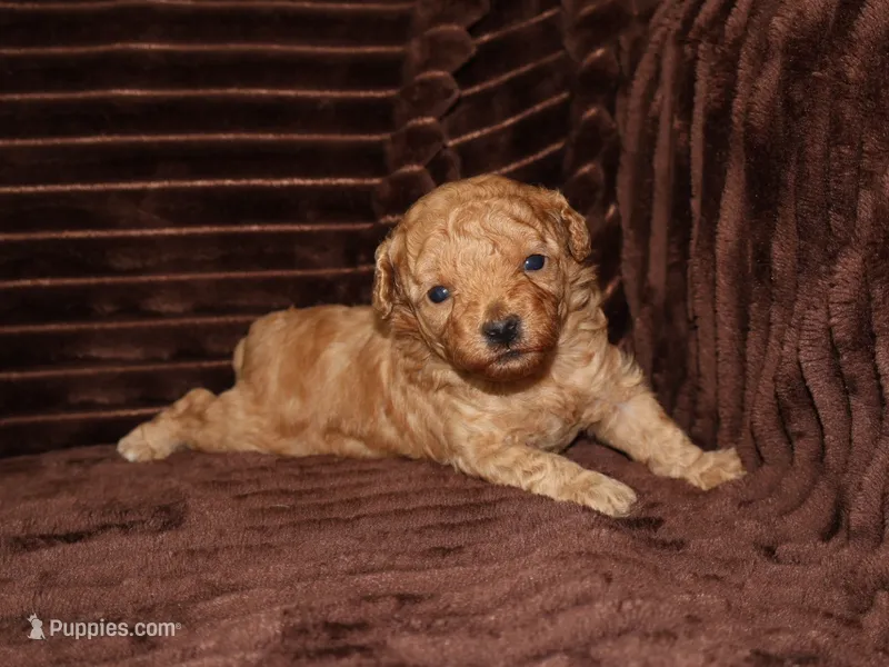 little Mikey – Poodle - Toy  puppy for sale in Girard, KS