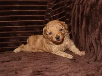 little Mikey, a male Poodle - Toy  for sale in Girard, KS – 1 of 5