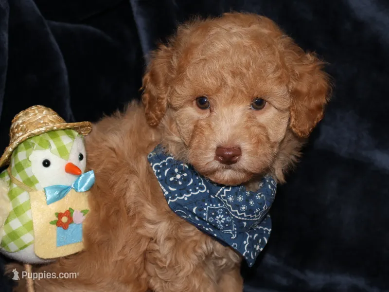 little Teddy – Poodle - Toy  puppy for sale in Girard, KS