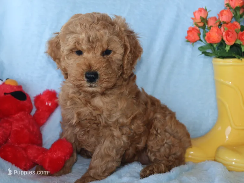 Ollie – Miniature Goldendoodle puppy for sale in Girard, KS