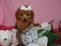 Lollie, a female Poodle - Toy  for sale in Girard, KS – 5 of 5